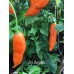 Aji Amarillo Pepper Seeds