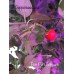 Peri Peri Annuum Pepper Seeds Peri Peri Annuum Pepper Seeds