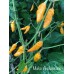 Mako Akokosrade Pepper Seeds