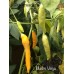 Madre Viega Pepper Seeds Madre Viega Pepper Seeds