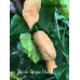 Devils Tongue Peach Pepper Seeds Devils Tongue Peach Pepper Seeds