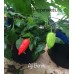 Aji Benito Pepper Seeds 