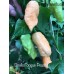 Devils Tongue Peach Pepper Seeds Devils Tongue Peach Pepper Seeds