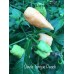 Devils Tongue Peach Pepper Seeds Devils Tongue Peach Pepper Seeds