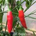 Aji Ethiopian Fire Pepper Seeds