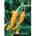 Mako Akokosrade Pepper Seeds