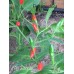 Aji Guaguao Pepper Seeds 