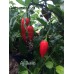 Aji Benito Pepper Seeds 