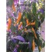 Heatwave Pepper Seeds 