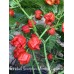 Trinidad Scorpion Moruga Caramel Pepper Seeds Trinidad Scorpion Moruga Caramel Pepper Seeds