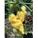 Colombian Aji Yellow Pepper Seeds Colombian Aji Yellow Pepper Seeds