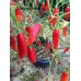 Aji Huanuco Pepper Seeds 