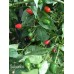 Salvatico Pepper Seeds