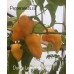 Datil x Limon Yellow Pepper Seeds Datil x Limon Yellow Pepper Seeds