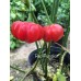 Red Pumpkin Pepper Seeds