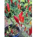 Aji Huanuco Pepper Seeds 