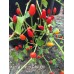 Ata Ijosi Pepper Seeds