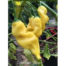 Colombian Aji Yellow Pepper Seeds 