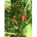 Salvatico Pepper Seeds