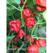 Trinidad Scorpion Caramel Pepper Seeds Trinidad Scorpion Caramel Pepper Seeds