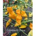 Colombian Aji Orange Pepper Seeds Colombian Aji Orange Pepper Seeds
