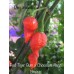 Red Gum Tiger x Chocolate Naga Brains Pepper Seeds 