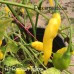 Aji Russian Yellow Pepper Seeds