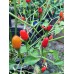 Ata Ijosi Pepper Seeds