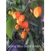 Burkina Yellow Scotch Bonnet Pepper Seeds