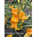 Colombian Aji Orange Pepper Seeds Colombian Aji Orange Pepper Seeds