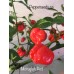 Moruglah F3 Red Pepper Seeds 