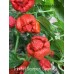 Trinidad Scorpion Caramel Pepper Seeds Trinidad Scorpion Caramel Pepper Seeds