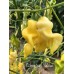 Colombian Aji Yellow Pepper Seeds Colombian Aji Yellow Pepper Seeds
