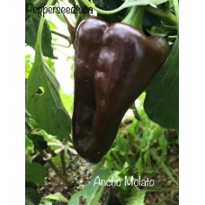 Ancho Molato Pepper Seeds 