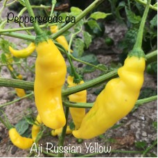 Aji Russian Yellow Pepper Seeds