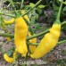Aji Russian Yellow Pepper Seeds