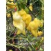 Colombian Aji Yellow Pepper Seeds Colombian Aji Yellow Pepper Seeds