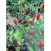 Ata Ijosi Pepper Seeds