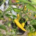 Aji Russian Yellow Pepper Seeds