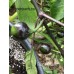 Black Cluster Pepper Seeds