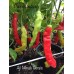 Aji Minas Gerais Pepper Seeds