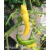 Aji Russian Yellow Pepper Seeds