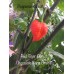 Red Gum Tiger x Chocolate Naga Brains Pepper Seeds 