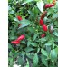 Thai Hot Pepper Seeds Thai Hot Pepper Seeds