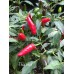 Thai Hot Pepper Seeds Thai Hot Pepper Seeds