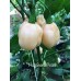 Habanero Peach Pepper Seeds 