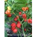 Trinidad Scorpion Caramel Pepper Seeds Trinidad Scorpion Caramel Pepper Seeds