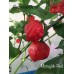 Moruglah F3 Red Pepper Seeds 