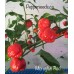 Moruglah F3 Red Pepper Seeds 