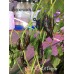 CGN 20801 Pepper Seeds CGN 20801 Pepper Seeds